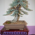 rebs-bonsai-show-21011-53