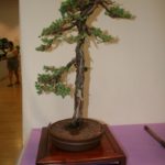 rebs-bonsai-show-21011-54