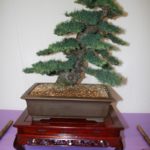 rebs-bonsai-show-21011-55