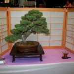 rebs-bonsai-show-21011-56