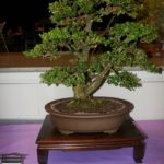 rebs-bonsai-show-21011-57
