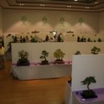 rebs-bonsai-show-21011-58