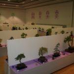 rebs-bonsai-show-21011-59