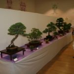 rebs-bonsai-show-21011-64