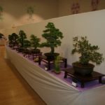 rebs-bonsai-show-21011-65