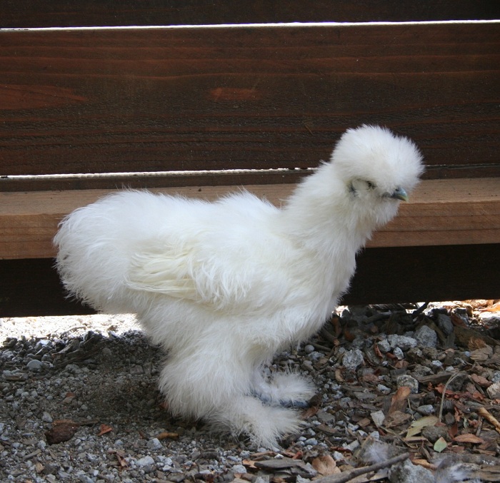 Flock Update 16 weeks | Marin Chickens