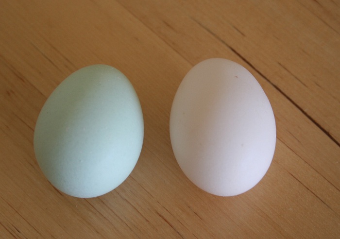 Silkie J laid her 1st egg