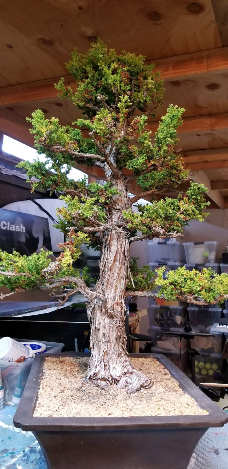 Cryptomeria Japonica Bonsai (Japanese Red Cedar) Marin Homestead