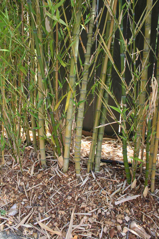 Transplanted Bamboo privacy hedge