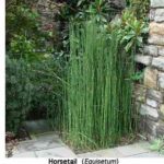 horsetail1