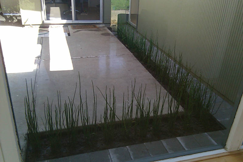 Horsetail Reeds (Equisetum Hyemale) in Eichler Atrium