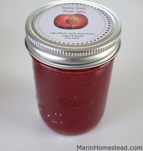 Easy Santa Rosa Plum Jelly