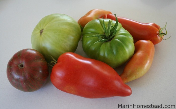 New Tomato Varieties 2012