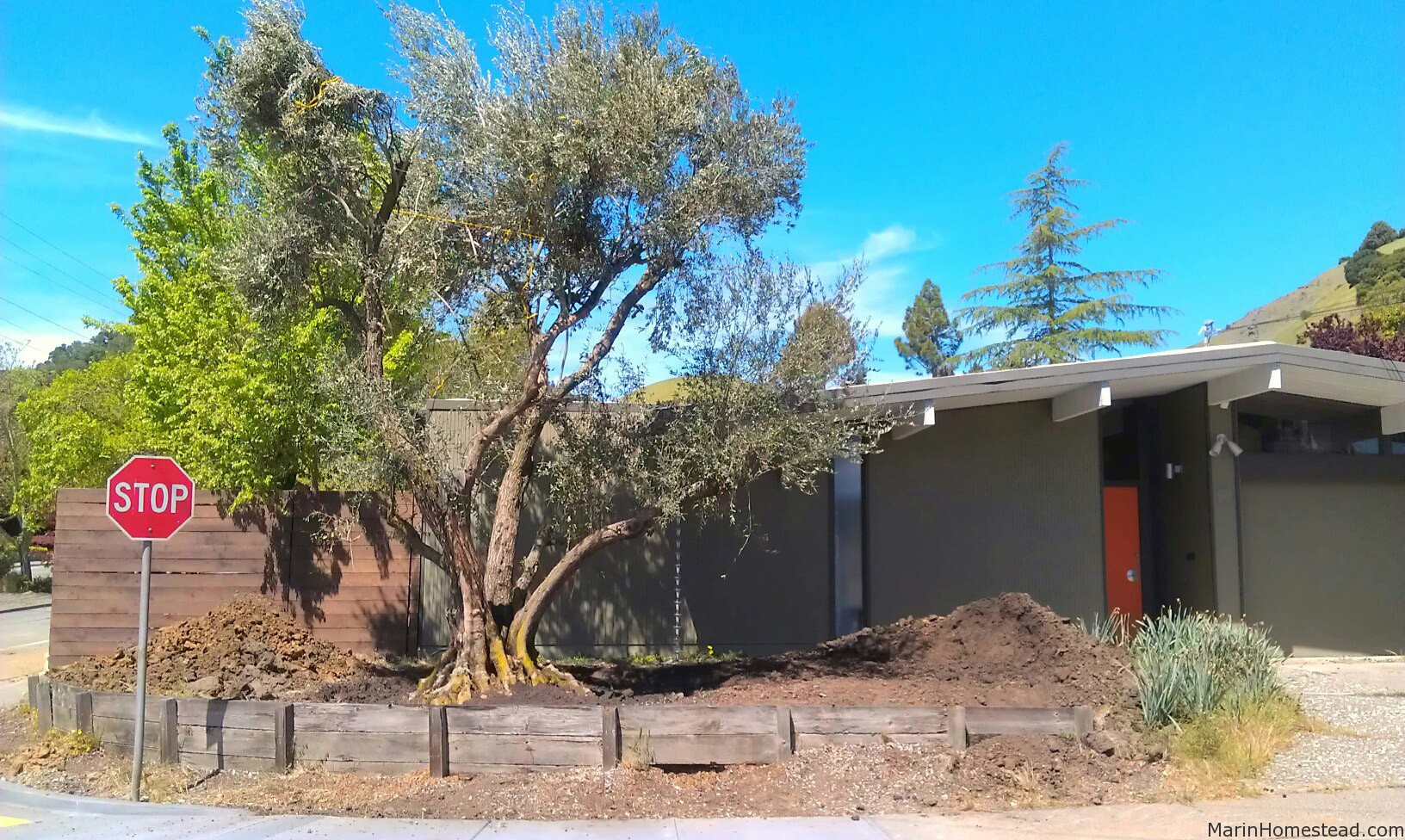 100 Year Old Olive Tree Installation