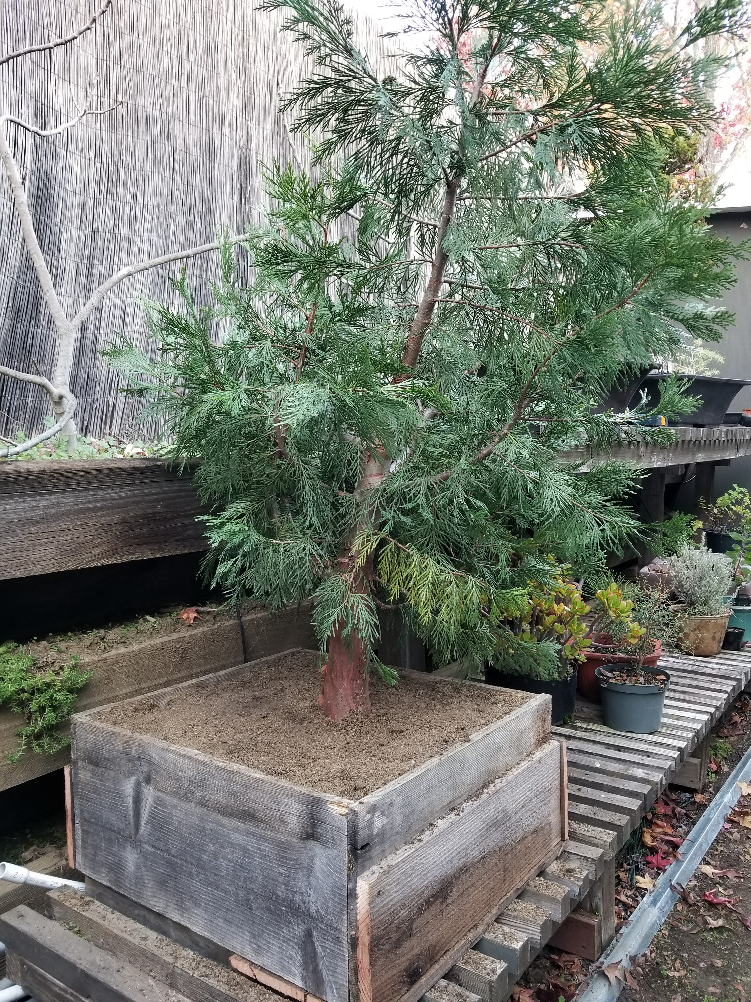 California Incense Cedar