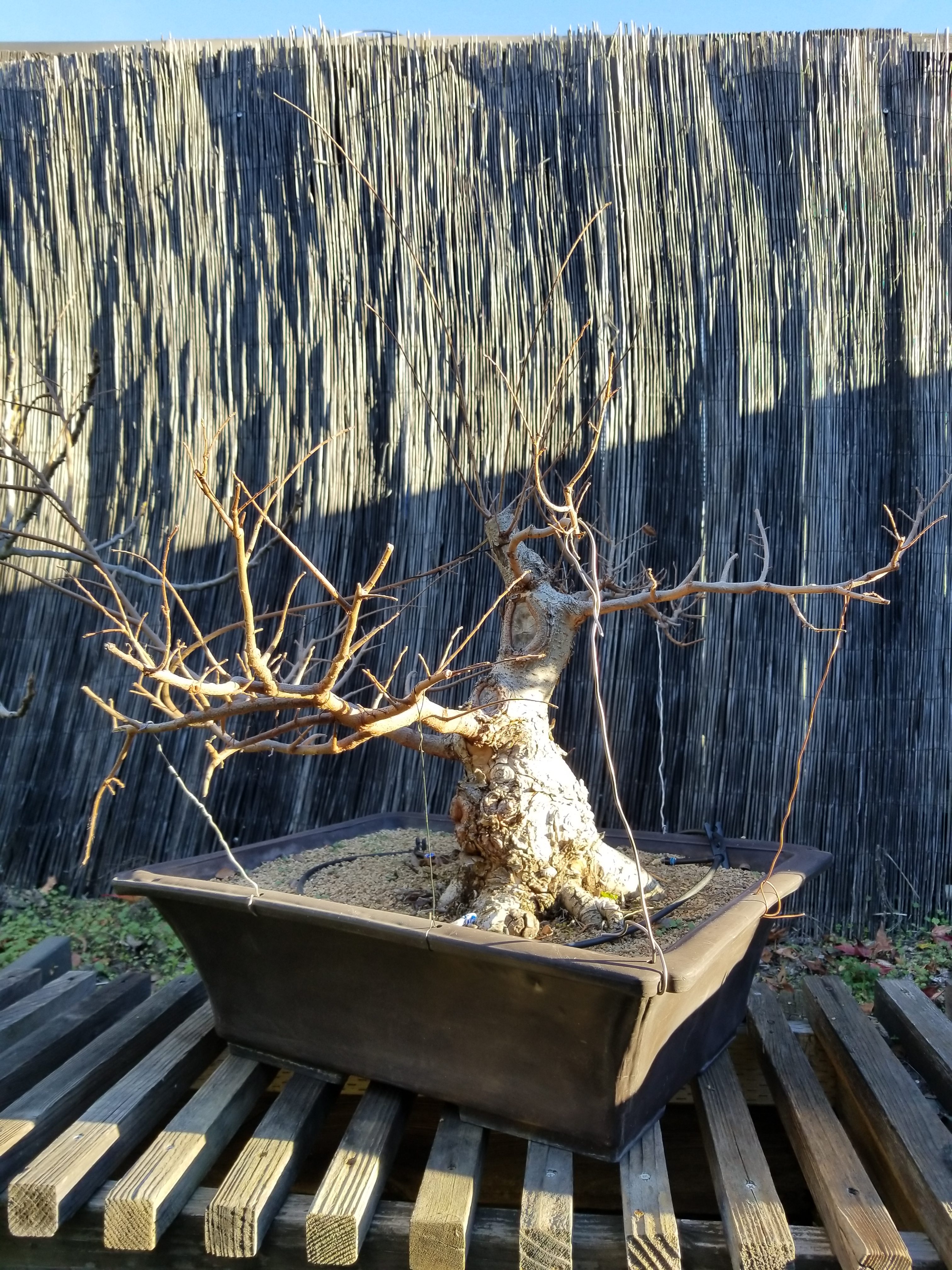 Collected Chinese Elm Bonsai