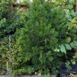 cedar-inground061517