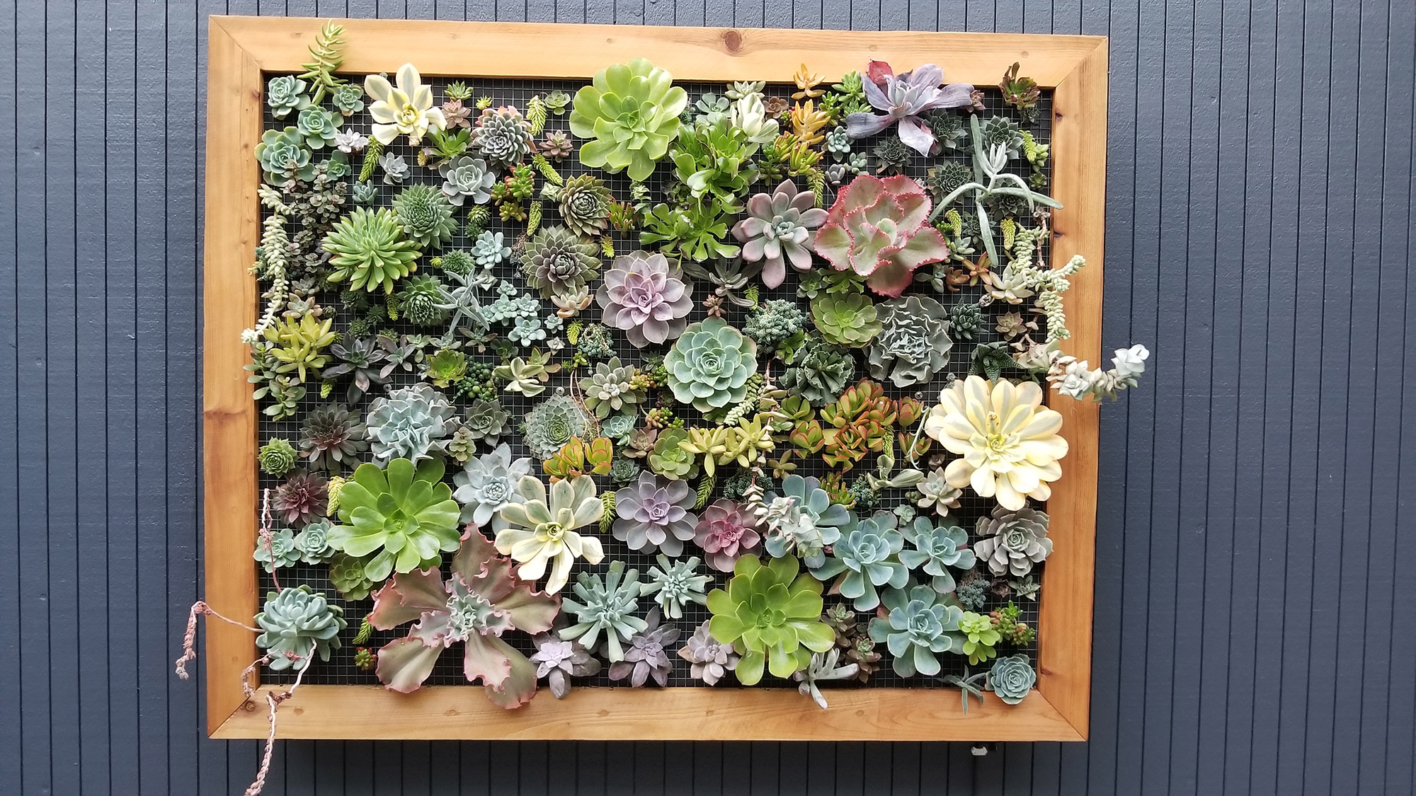 Vertical Succulent Wall Planter