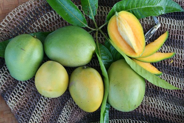 mango in egypt fruit market à¤à¥ à¤²à¤¿à¤ à¤à¤®à¥à¤ à¤ªà¤°à¤¿à¤£à¤¾à¤®